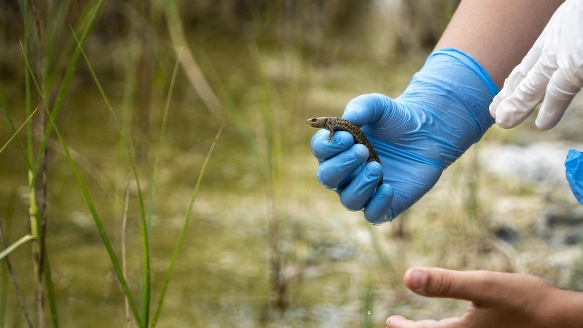 Reintroducció dels ofegabous al seu hàbitat natural.