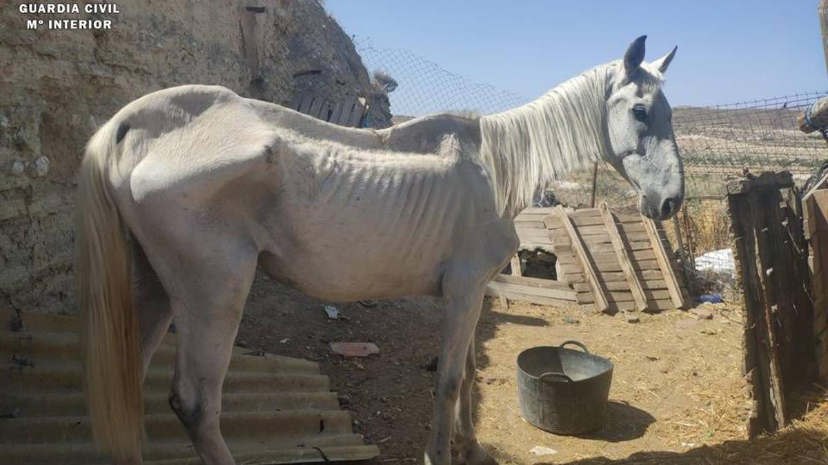 10/7/2019  DETENCION EN LA LOCALIDAD DE UN JOVEN ACUSADO DE MALTRATO ANIMAL. CABALLO CON EVIDENTES SINTOMAS DE MALTRATO.  foto: GUARDIA CIVIL