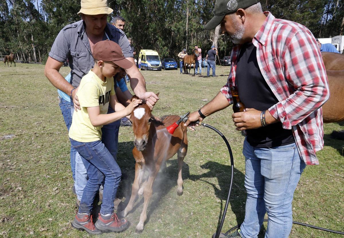El curro de Mougás reúne a 550 caballos