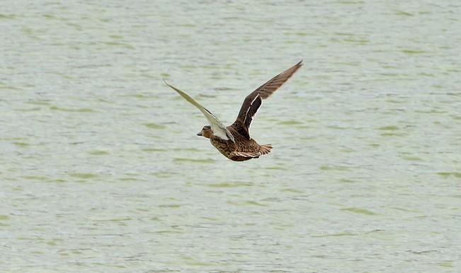 GARZA ÁNADE TORTUGA SUELTA CHARCA MASPALOMAS