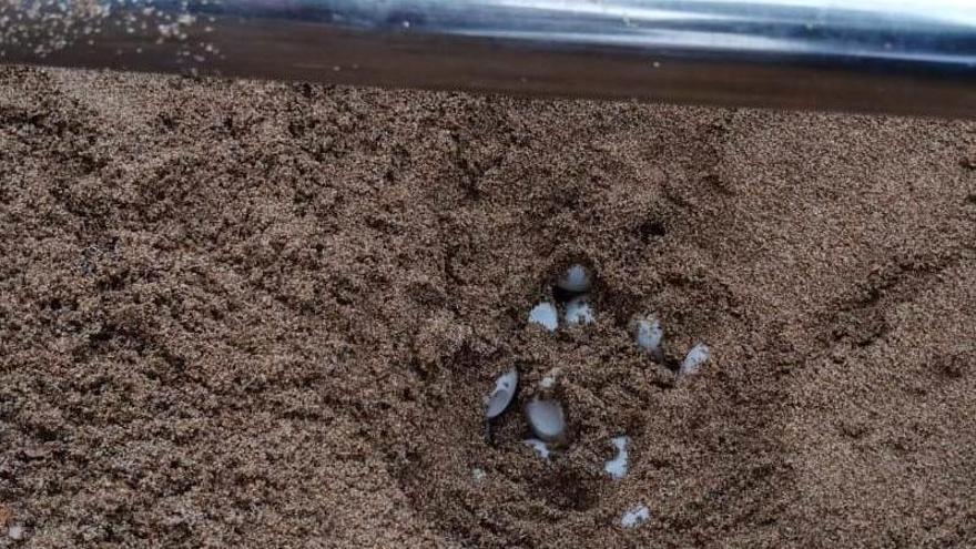 Una tortuga marina pone un centenar de huevos en Ibiza