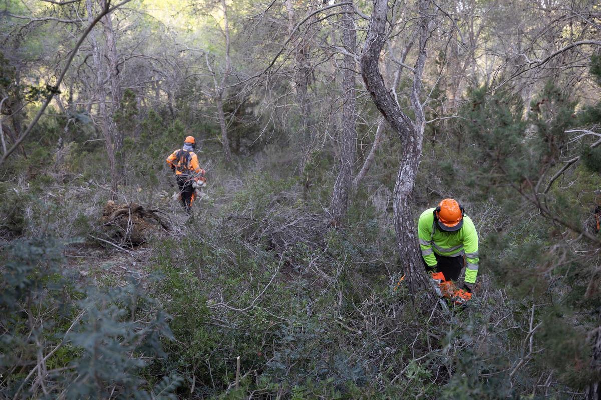 Dos operarios trabajan en una zona boscosa de Cala Salada, en Ibiza.