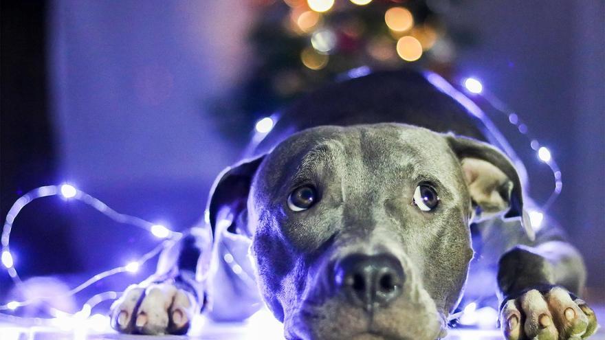 Adiós a los sustos de tus mascotas con los petardos: El truco con una manta que deberías poner en práctica