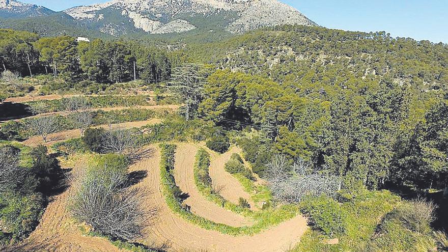 Bancales en Sierra Espuña.