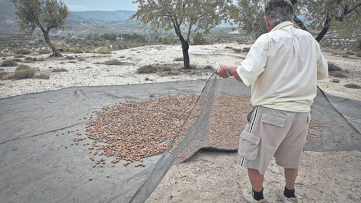 Los precios de la almendra se encuentran por los suelos. 