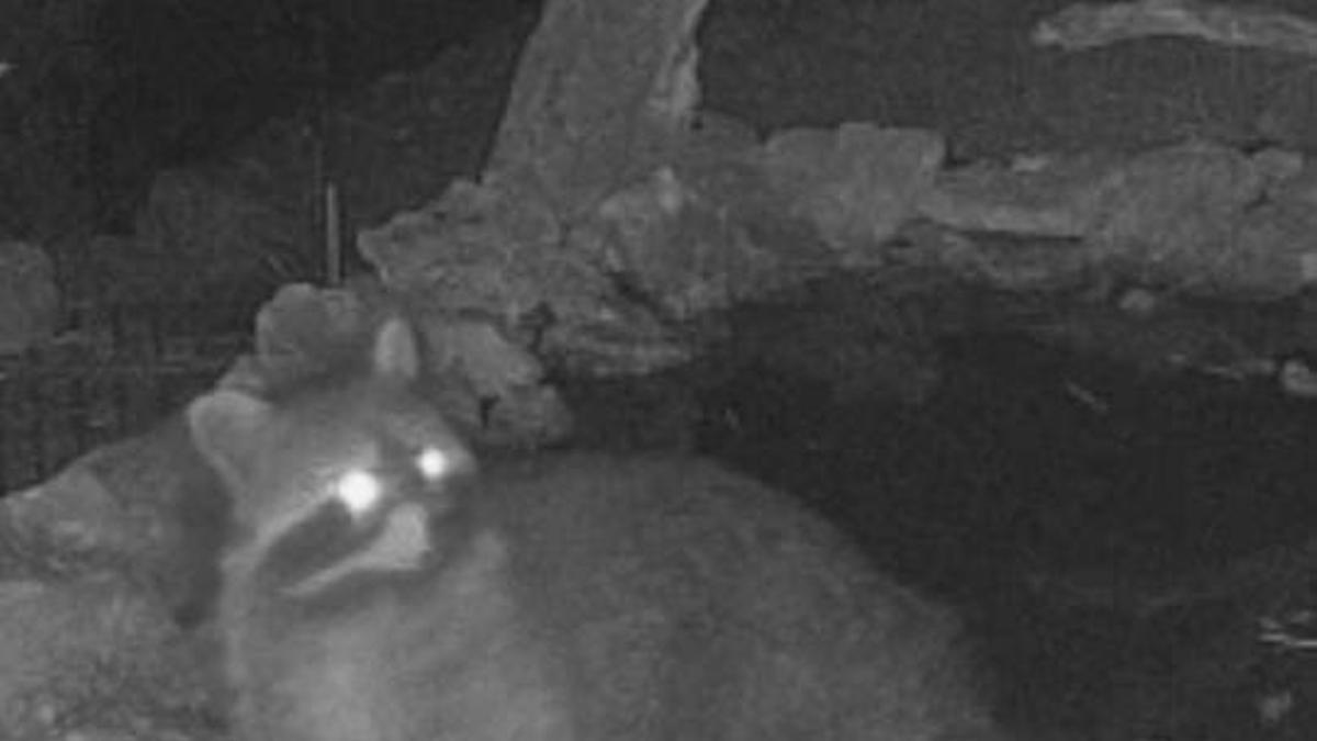 Uno de los mapaches detectados en la Comuna de Bunyola.