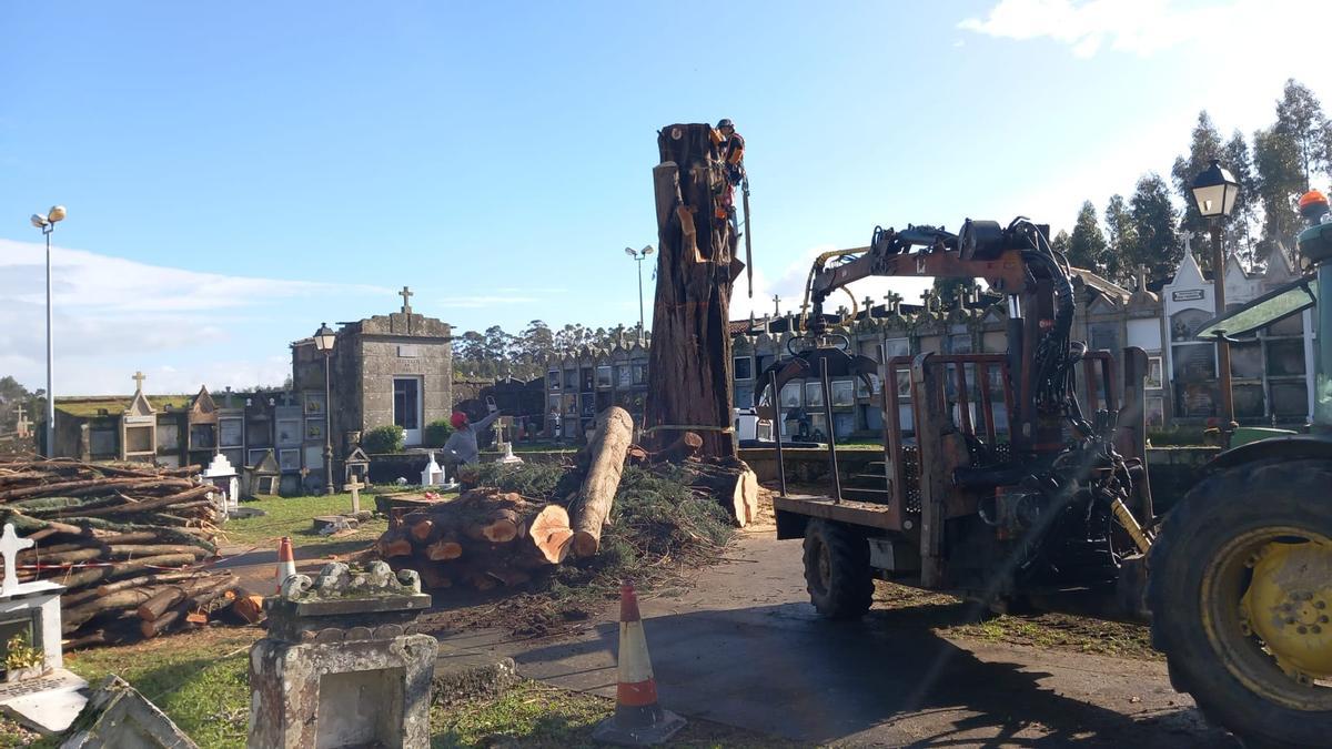 La tala de los cipreses del cementerio de Beluso