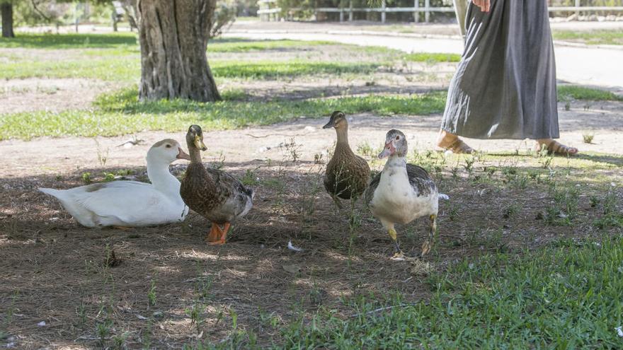 Los patos invaden los clubes sociales de la UA