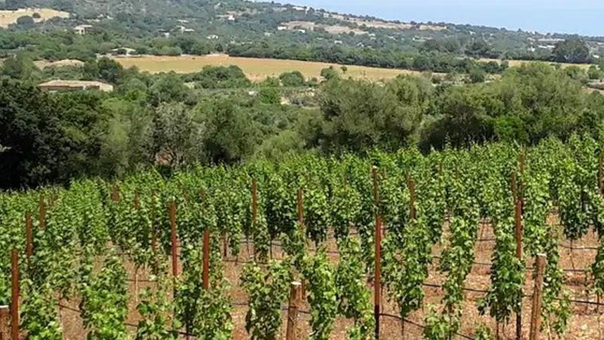 Viele deutsche Fincabesitzer träumen von ihrem eigenen Wein - WeinWert macht es auf Mallorca möglich