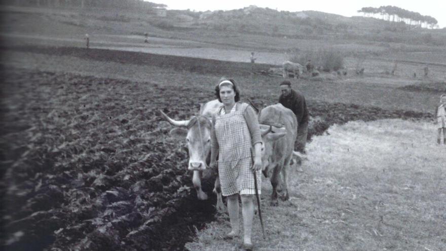 Una labranza con vacas en Ons, en As Xabreiras.