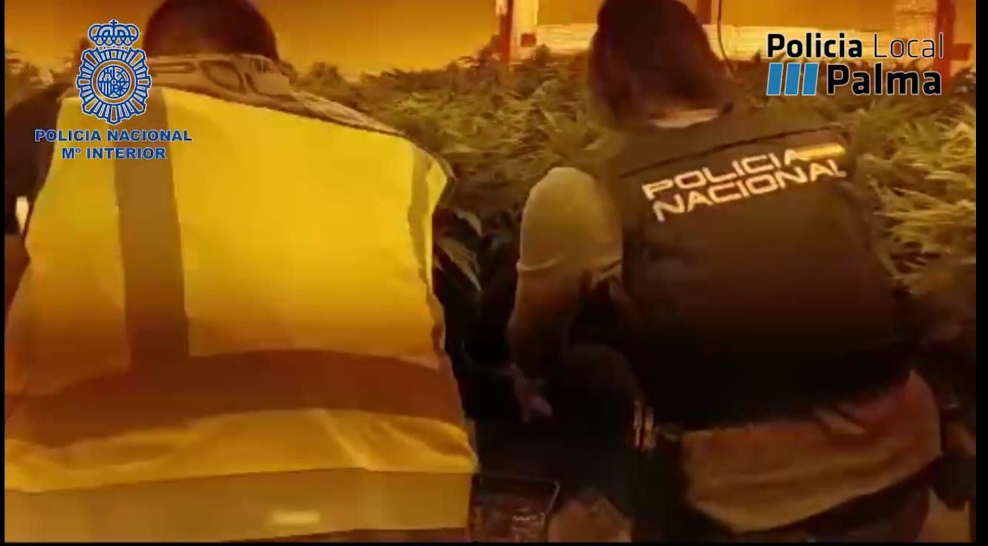 La Policía desmantela dos de los puntos de venta de marihuana más activos de Palma