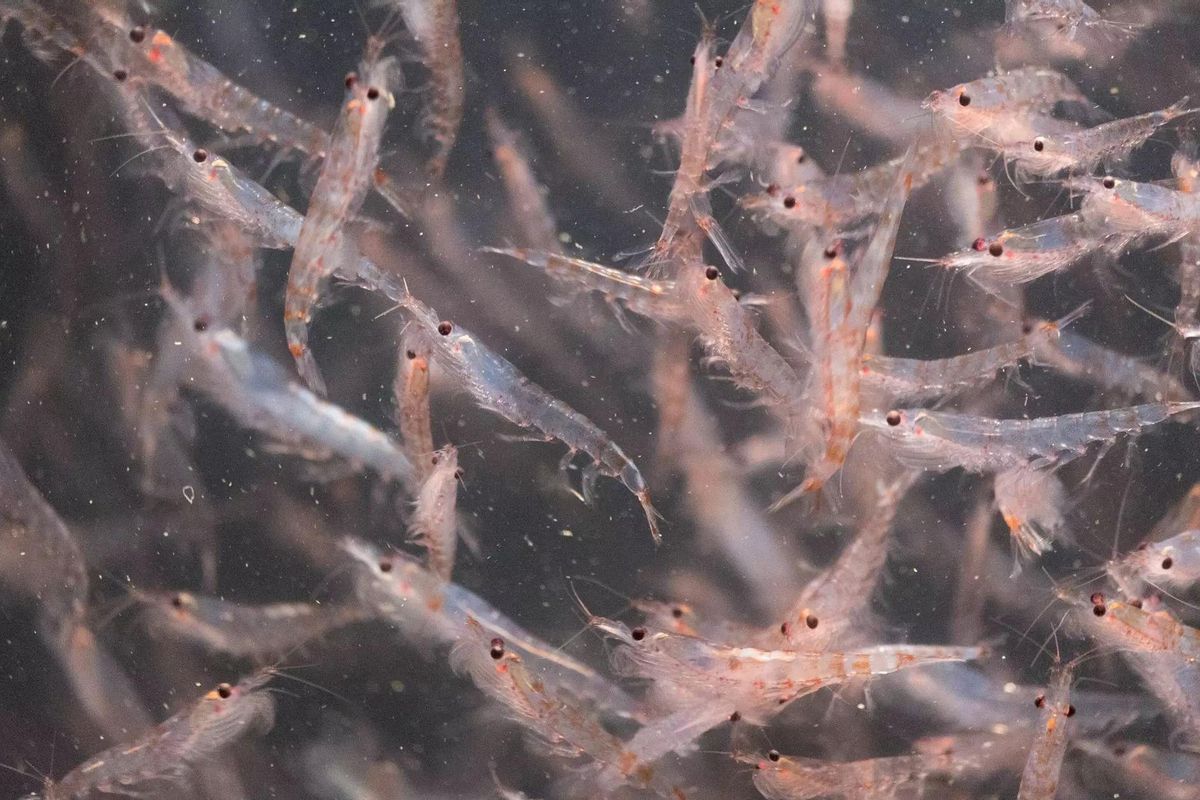 El krill es un pequeño crustáceo parecido al camarón