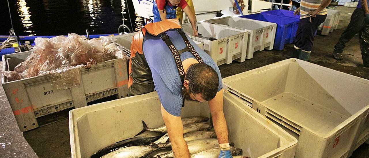 Pescadores descargando bonito de madrugada en el puerto pesquero de Avilés. | Ricardo Solís