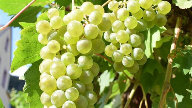 Uvas recogidas en vendimias anteriores.