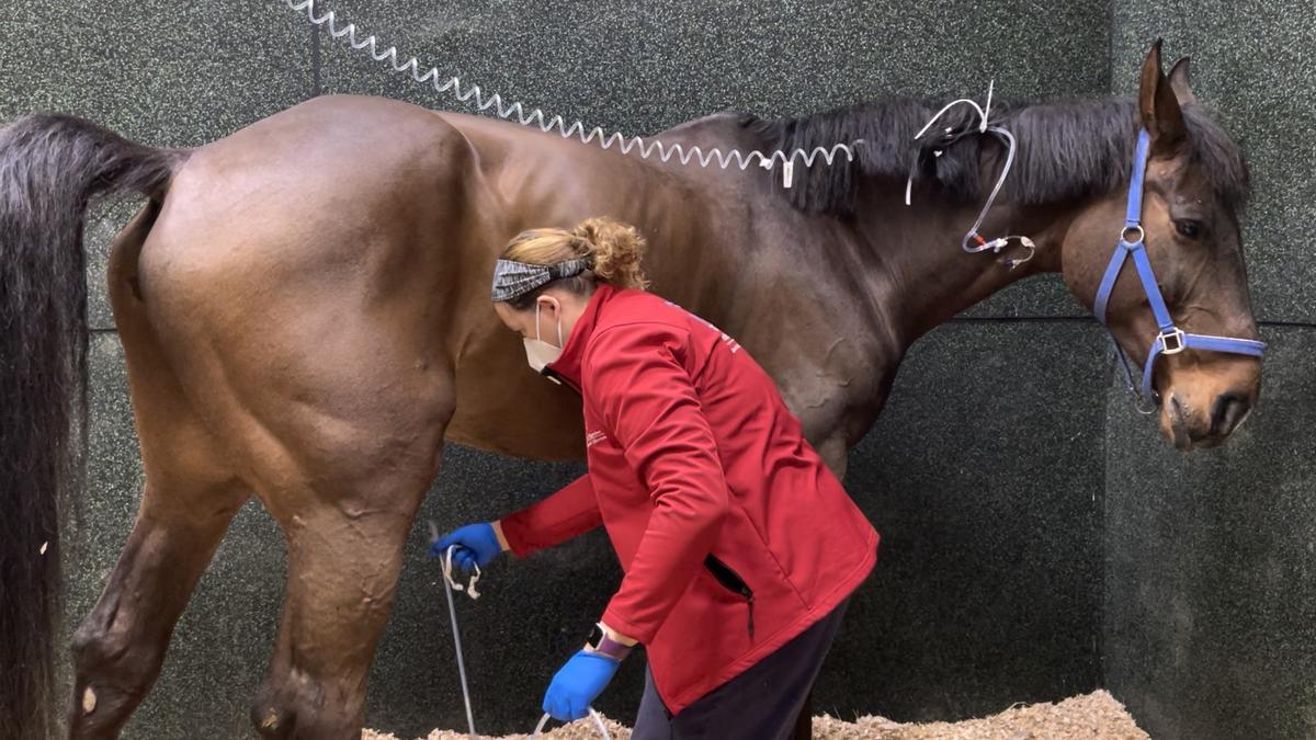 El equipo del Hospital Clínico Veterinario de la CEU UCH, atendiendo a los caballos en tratamiento por herpesvirus equipo.