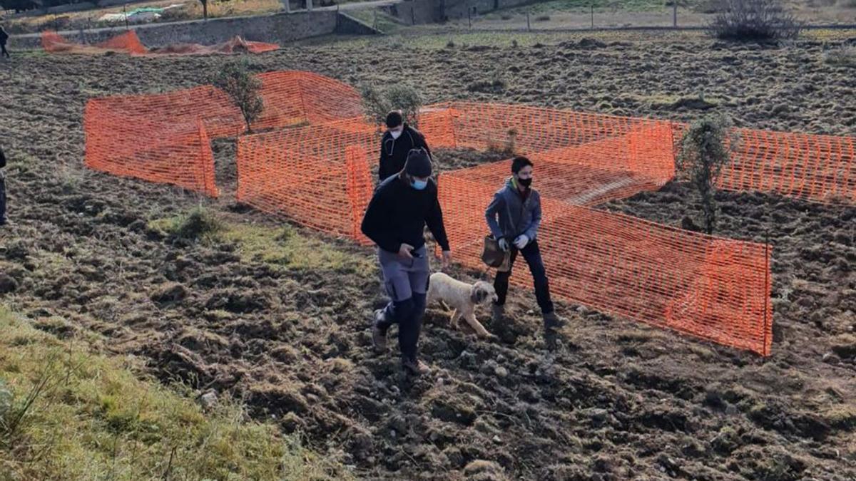 Los animales tenían diez minutos para encontrar cinco trufas. | S. E.