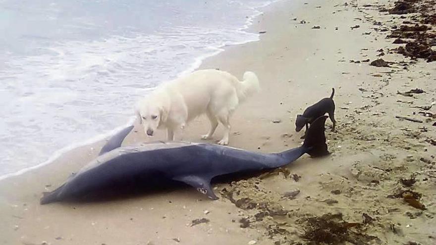 Delfín común varado el año pasado en la costa de O Grove. // Muñiz