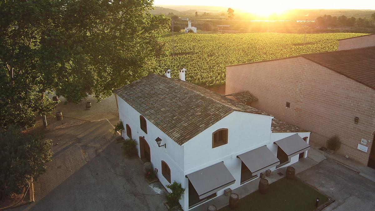 Bodegas Enguera cuenta con 130 hectáreas de viñedos propios.