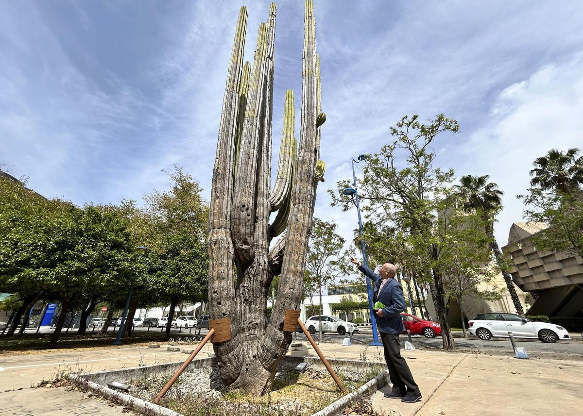 Un cactus con 1.500 años de vida pide ayuda en Sevilla para poder seguir en pie
