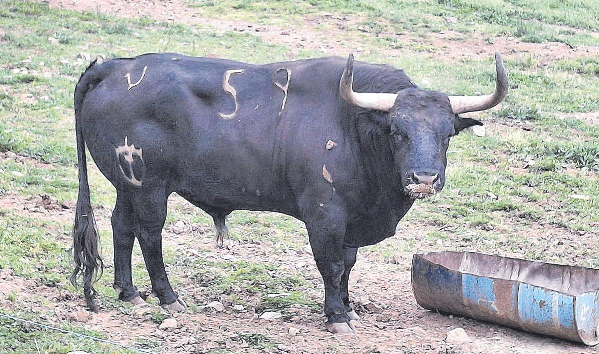 Ejemplar de la ganadería de El Torero que se exhibirá en el recinto taurino.