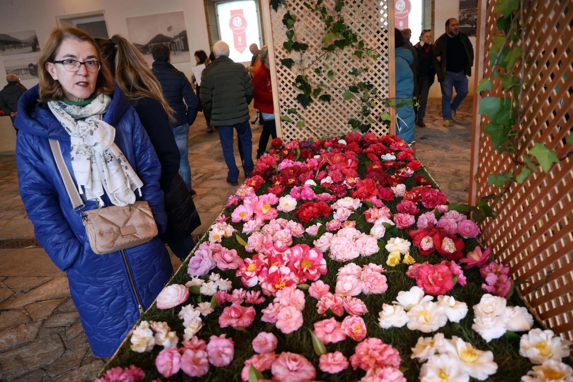 Así fue la 59 exposición internacional de la camelia, en Vilagarcía.