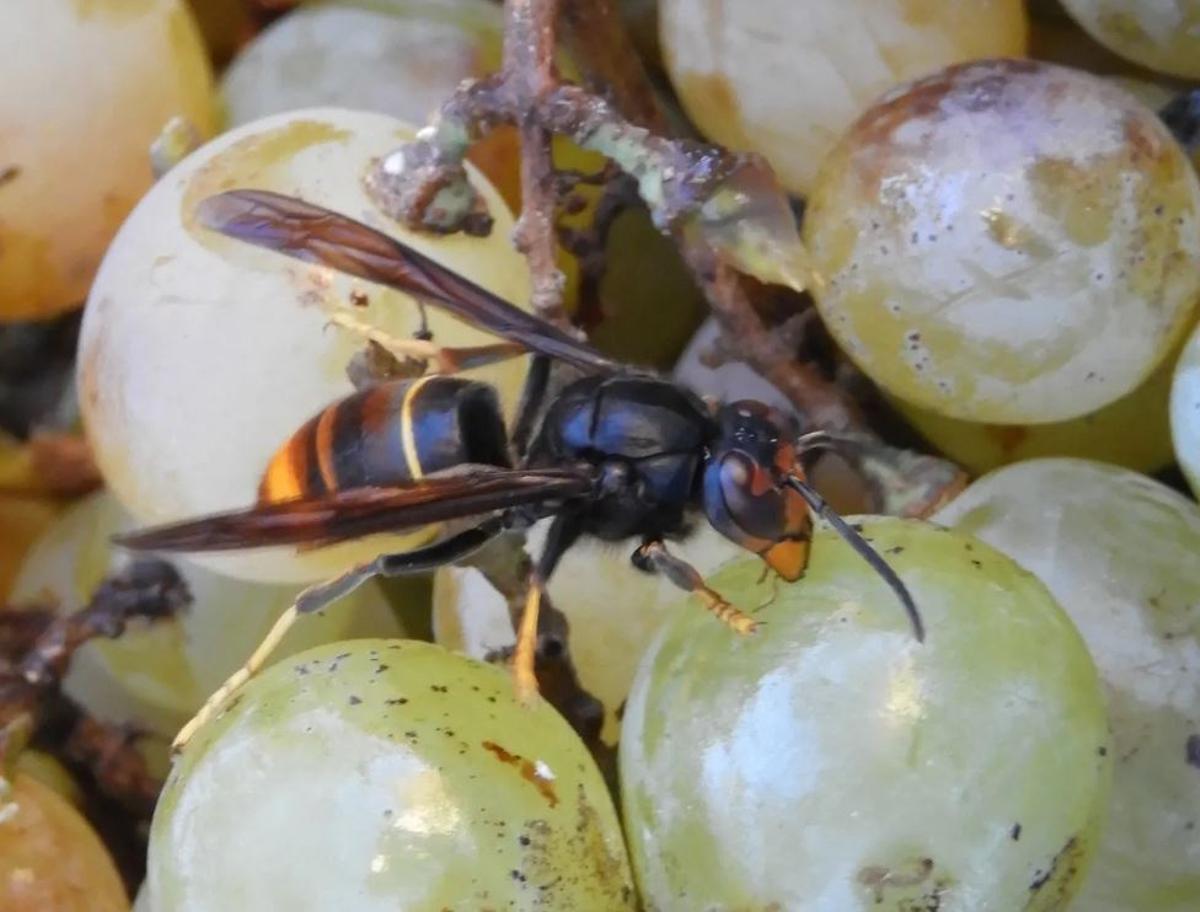 Una vespa asiàtica fotografiada a Les Brucardes, a Sant Fruitós de Bages, el 2018
