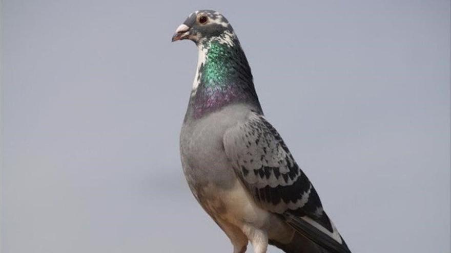 Palomas en casa: Cómo ahuyentarlas