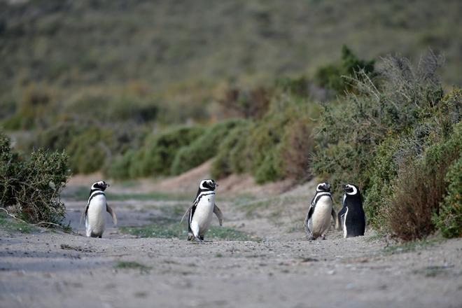 Pingüinos en Patagonia argentina