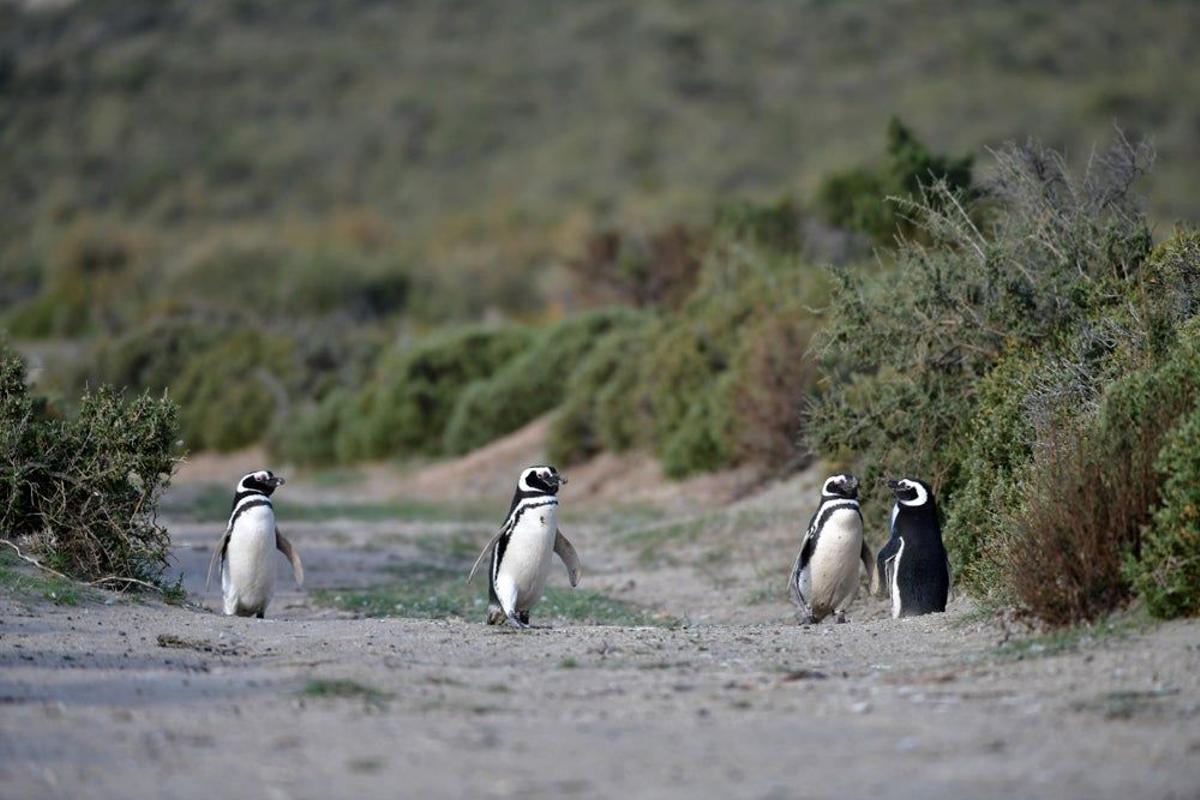 Pingüinos en Patagonia argentina