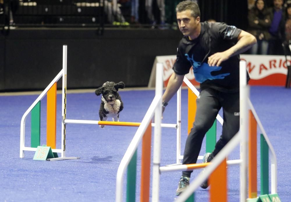 La exposición canina vuelve a contagiar la fiebre perruna en Vigo