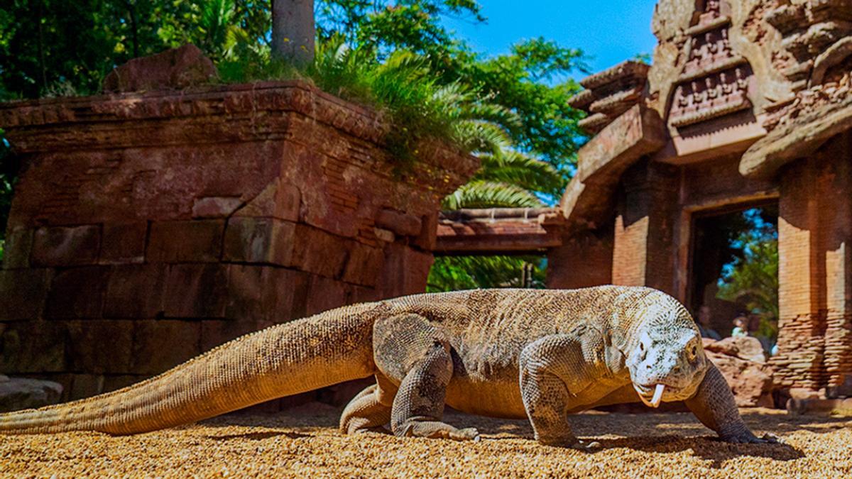 Reo, el primer dragón de Komodo operado de cataratas en Europa