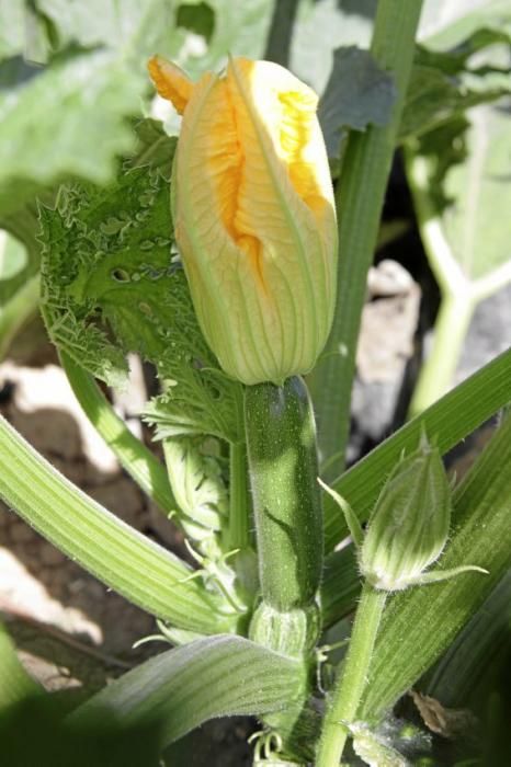 Mit den tiefgrünen Zucchini der Sorte carbassó negre beliefert die Familie Pascual Supermärkte und Gemüseläden der Insel. Die geöffneten Blüten sind für den Gourmet-Markt bestimmt, wie auch das zarte Baby-Format der Frucht.