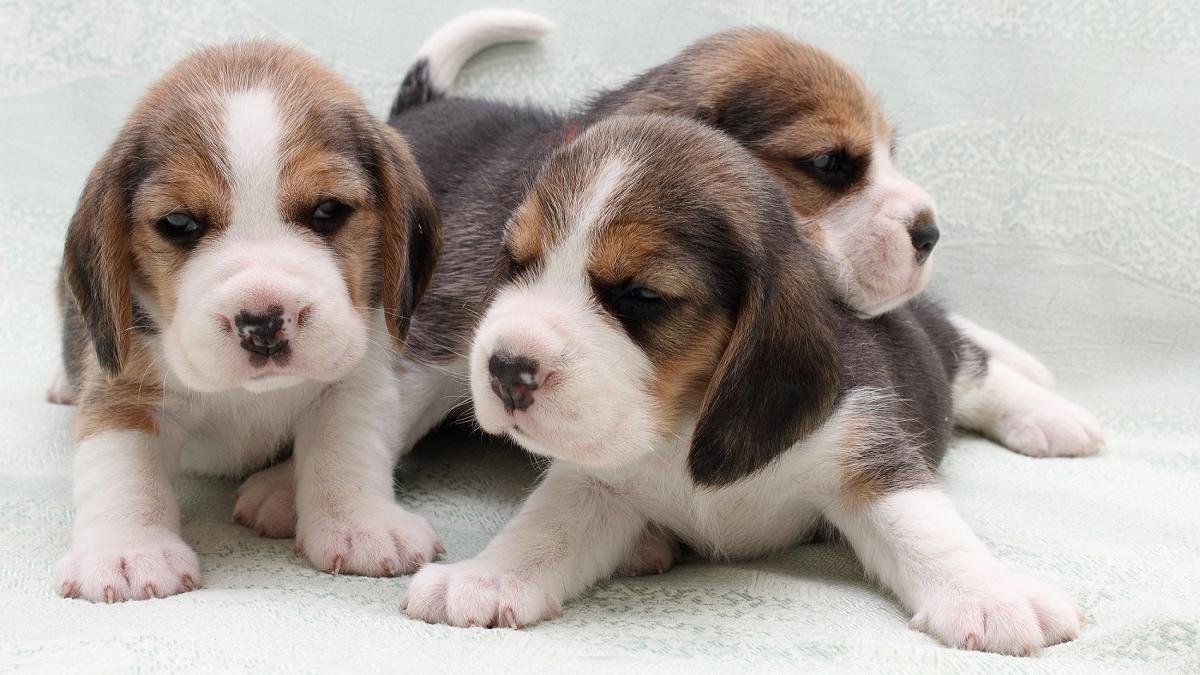 Un grupo de pequeños cachorros 'beagle'.