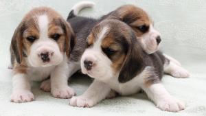 Un grupo de pequeños cachorros beagle.