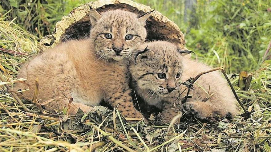 La temporada de cría del lince ibérico cierra con 32 cachorros