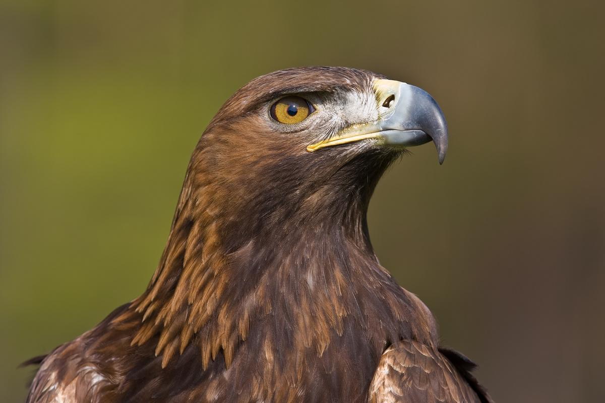 El águila real, una de las más afectadas