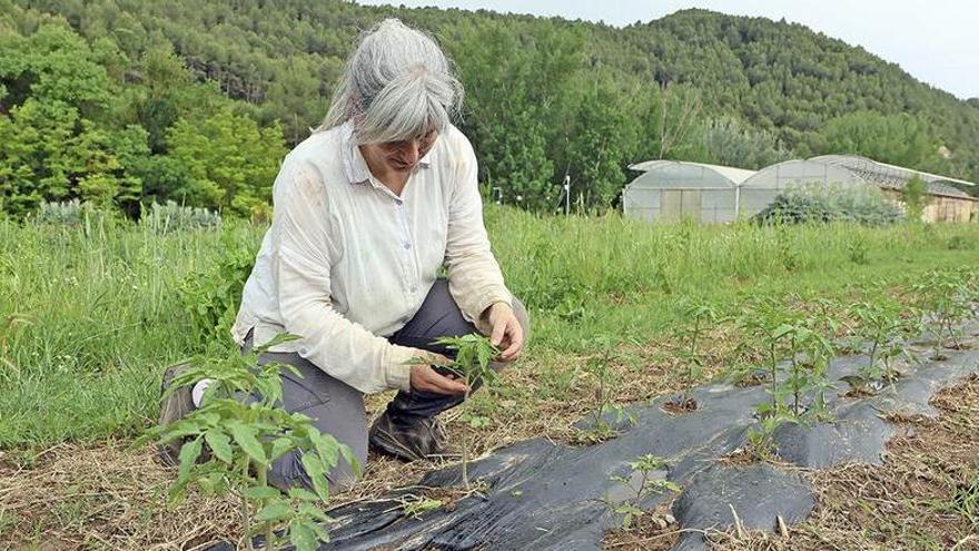 Als horts de l’entorn de Can Poc Oli hi ha varietats autòctones