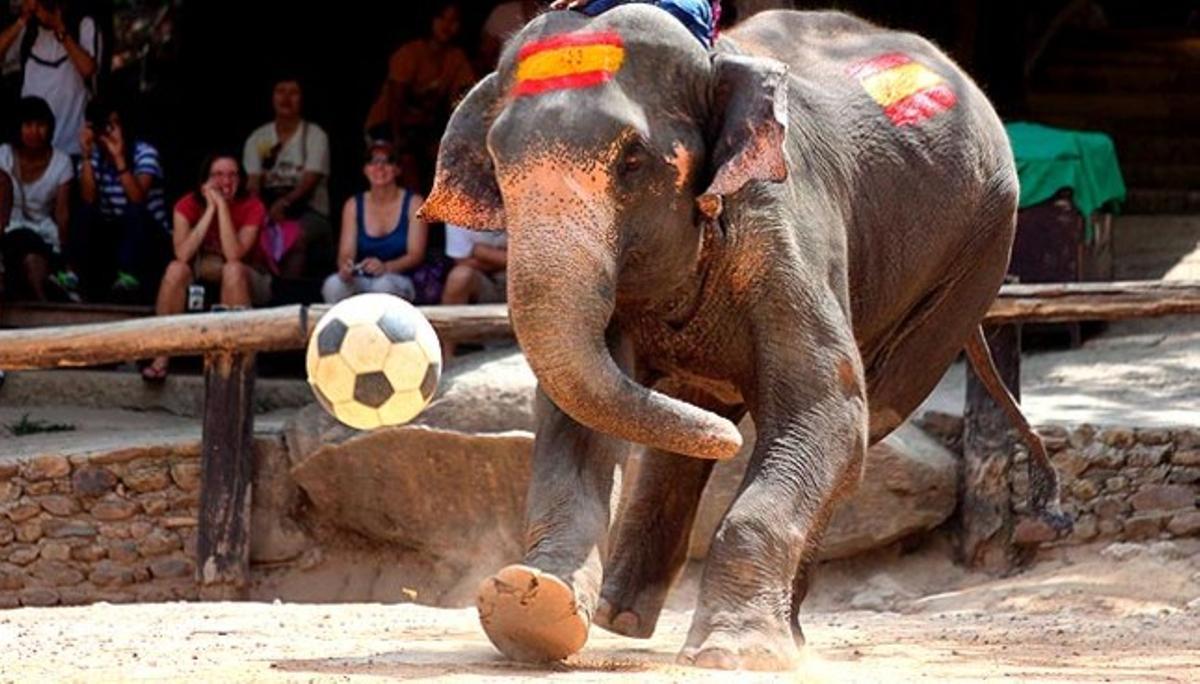 Un elefant amb els colors d’Espanya xuta la pilota durant un acte per promocionar el Mundial de futbol de Sud-àfrica 2010.