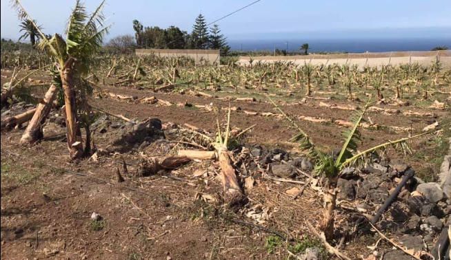 Un árbol partido por el efecto del viento.