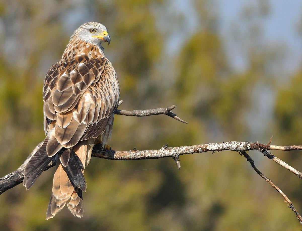 Milano real en Doñana.