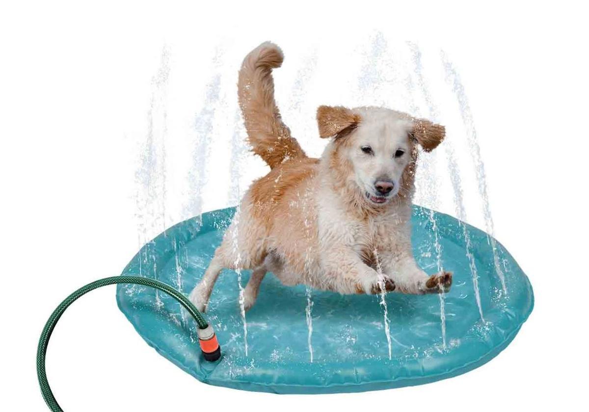 La colchoneta de agua de Lidl: la solución ideal para mantener a tu perro fresco y entretenido durante el verano
