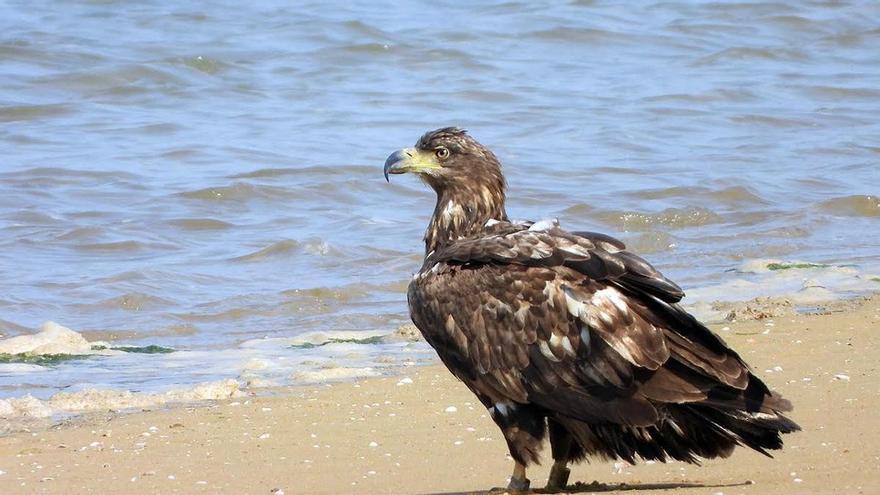 Sorpresa ornitológica en Misiego: una de las mayores aves rapaces de Europa se alimenta en la ría de Villaviciosa
