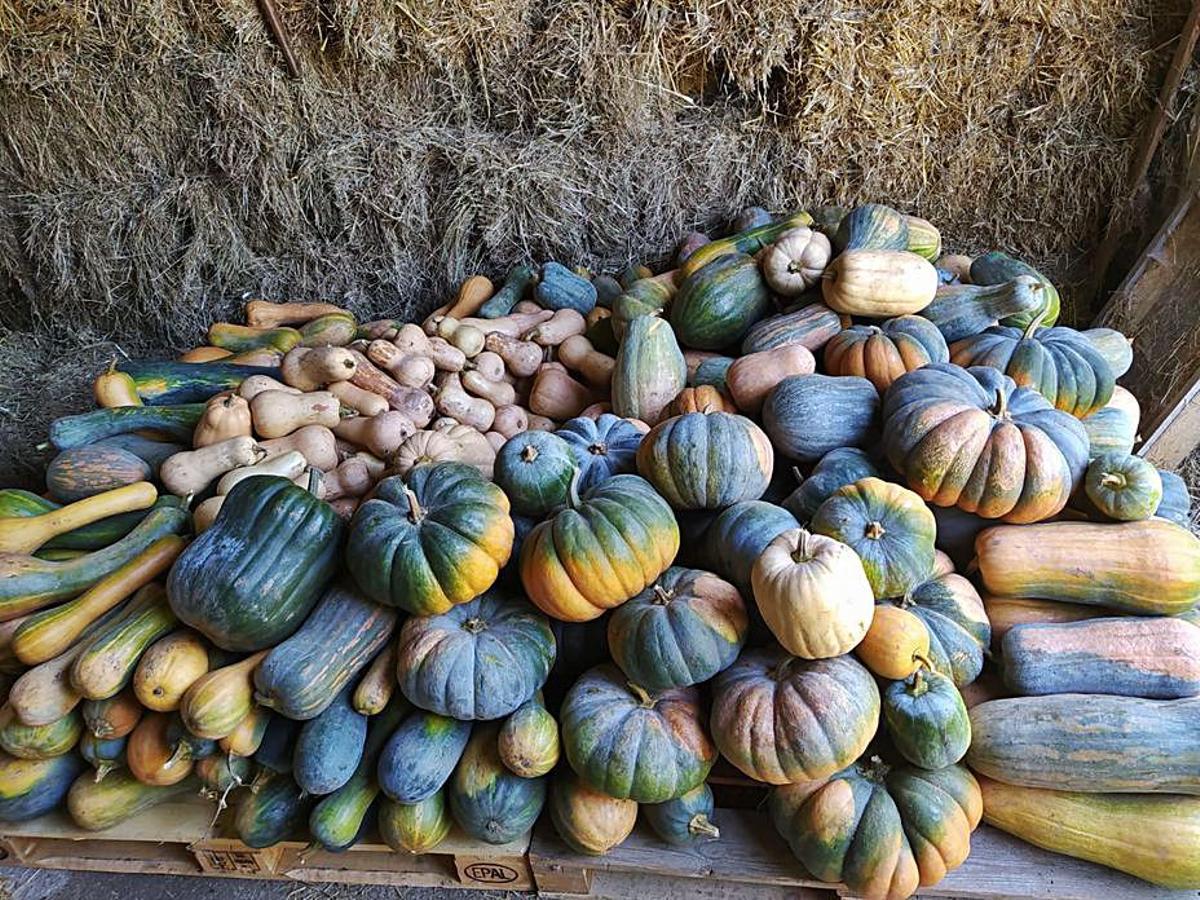 Desearás que te dé calabazas