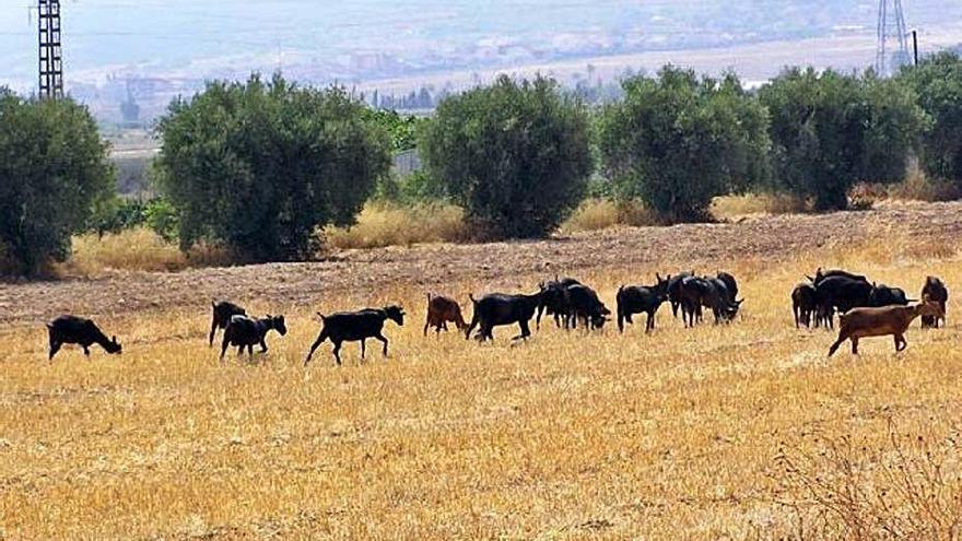 UPA explica que la Región se ve perjudicada en el reparto de las ayudas porque tiene poco terreno ligado a la explotación ganadera.