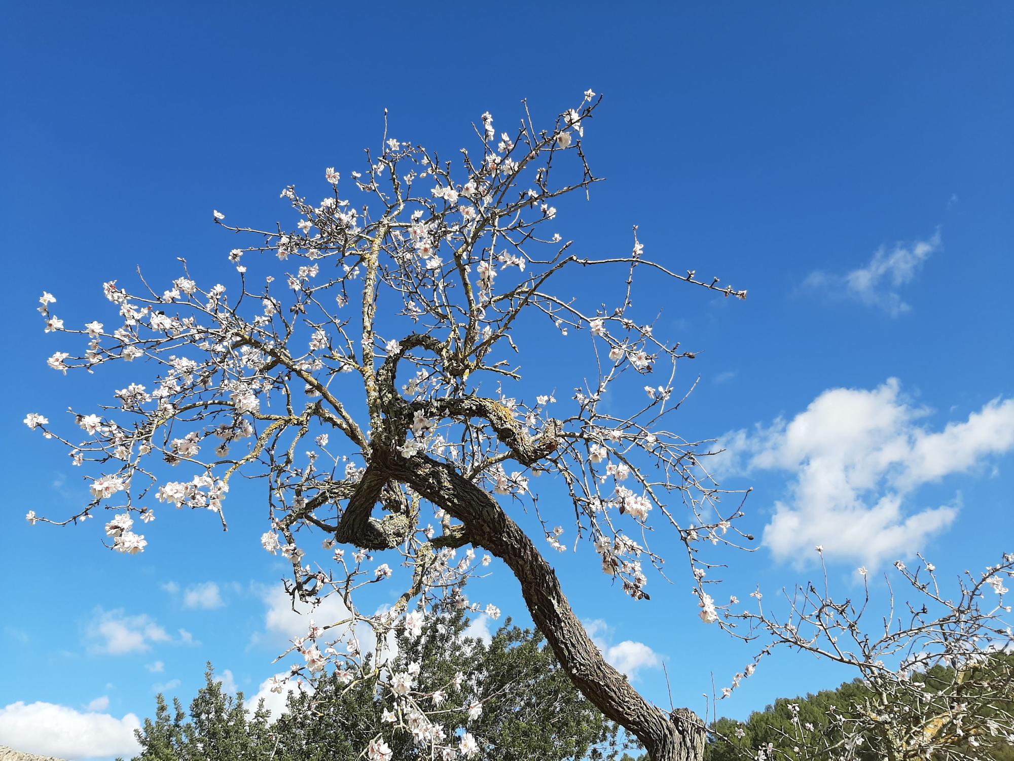 Trotz Schnee und Winterwetter: Auf Mallorca ist die Mandelblüte wieder da