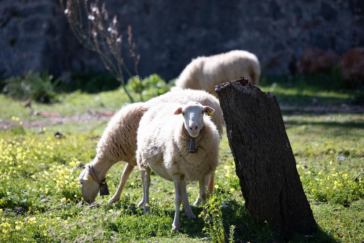 Agricultura en Mallorca: Las explotaciones podrán utilizar la lana de sus ovejas para usos agrícolas