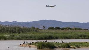 Un grup d’aus, a l’espai natural que envolta l’aeroport. | ZOWY VOETEN