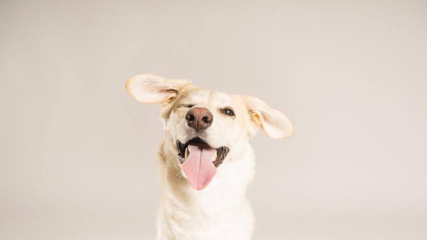 Pelopicofoto: el estudio fotográfico de Málaga solo para perros