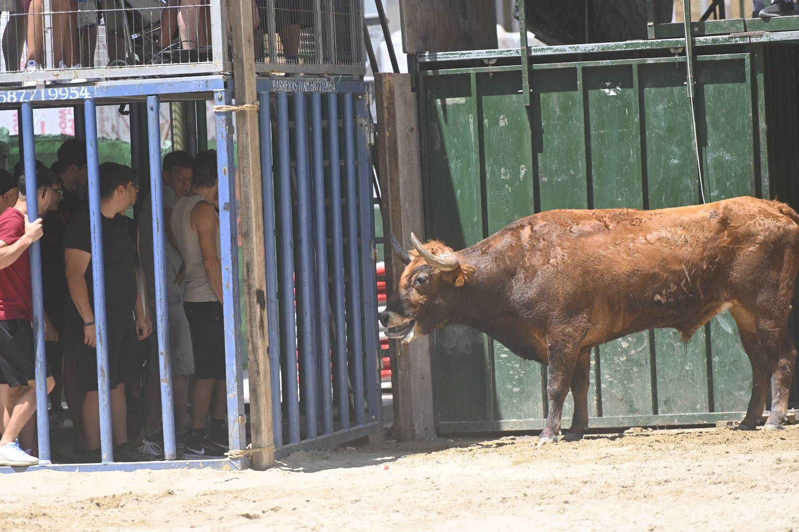 El ‘bou’ toma protagonismo mañana, tarde y noche en el Grau en fiestas