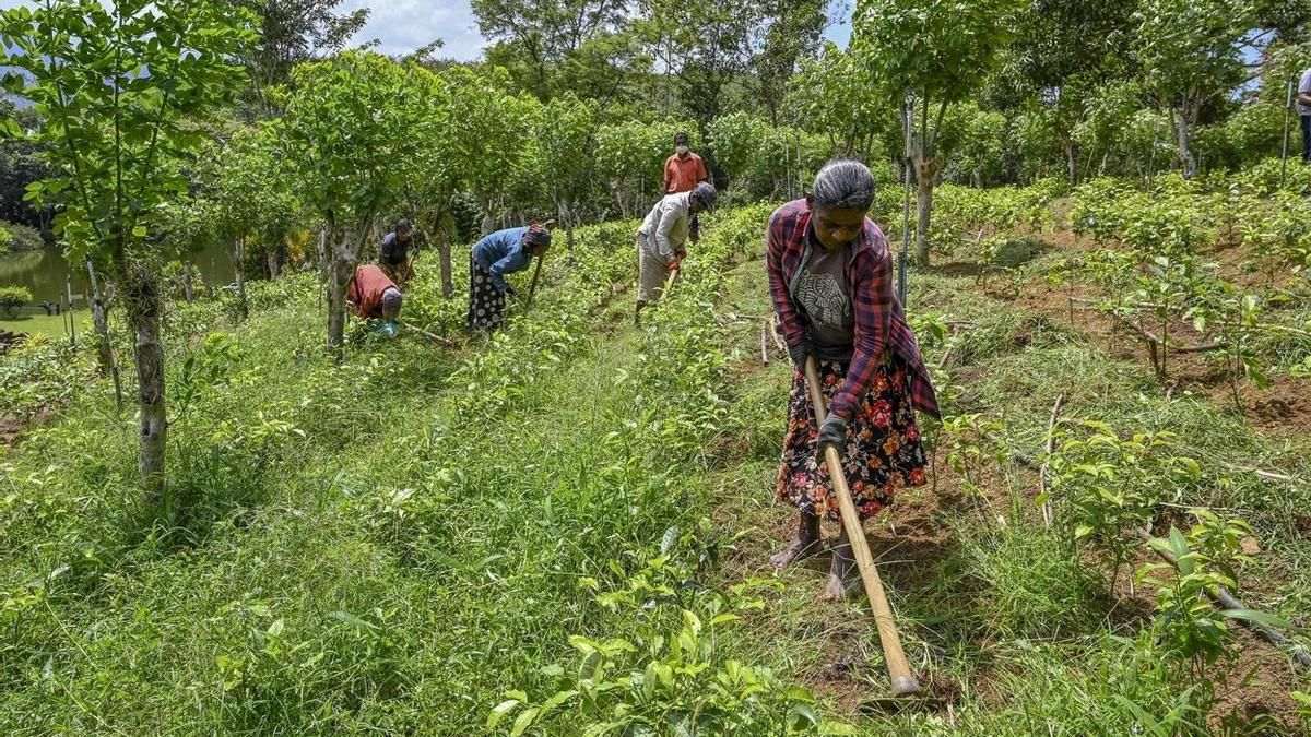 Recolectores de té en Sri Lanka quitan las malas hierbas de una plantación de té orgánico.